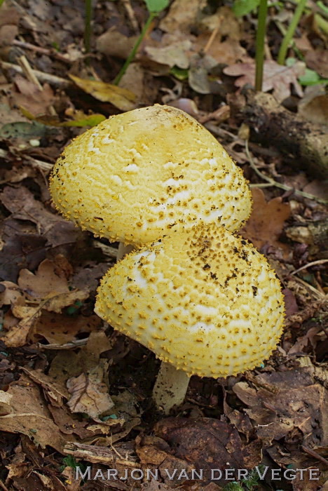 Spitsschubbige parasolzwam - Lepiota aspera